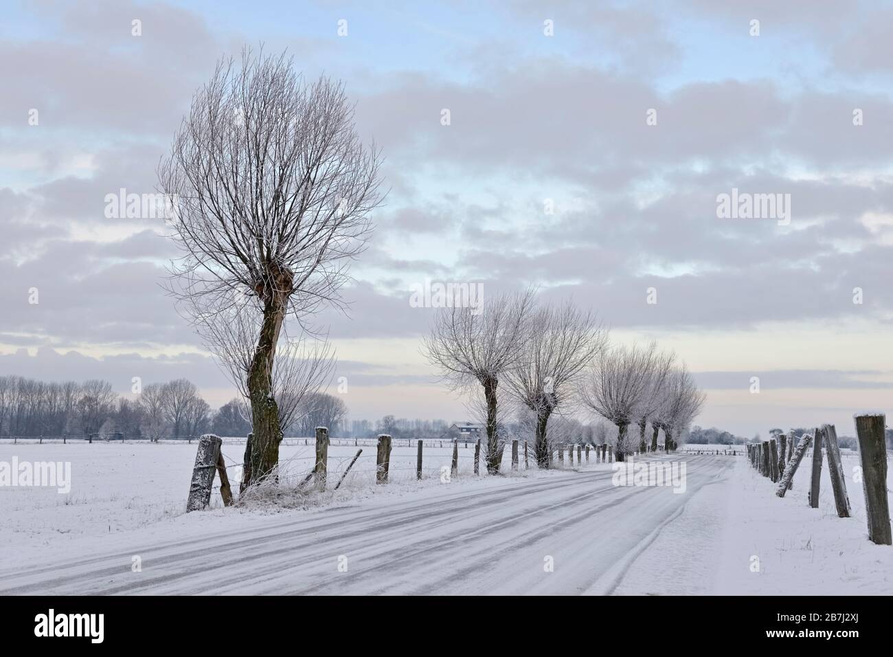 Pollard salici ( Salix Sp. ) Lungo una stradina a Bislicher Insel / Bislicher isola, coperta di neve ampi pascoli, ben noto riserva naturale, Foto Stock