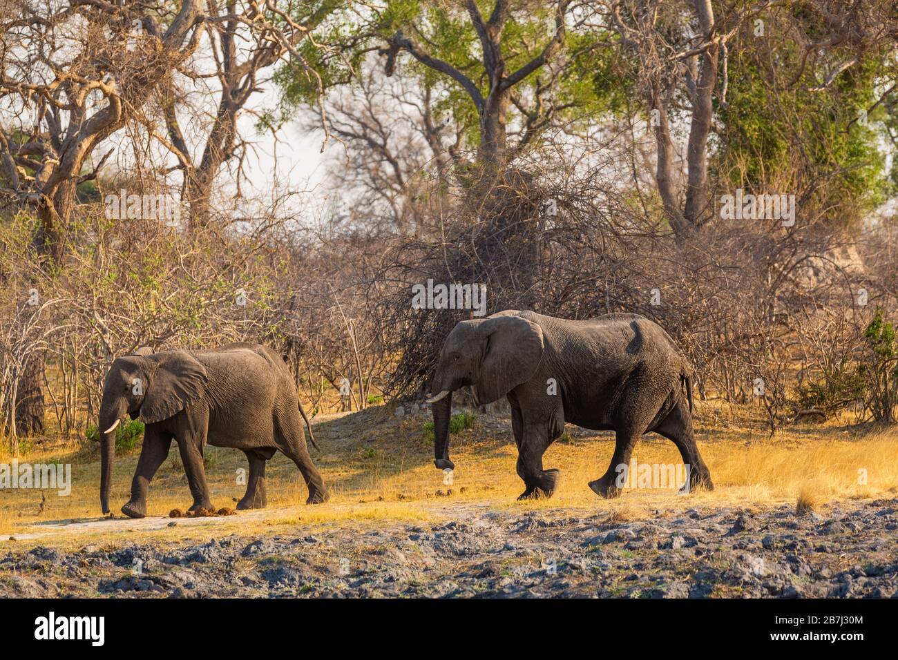 Elefanti dalla striscia di Caprivi - Bwabwata, Kwando, Parco Nazionale di Mudumu - Namibia Foto Stock