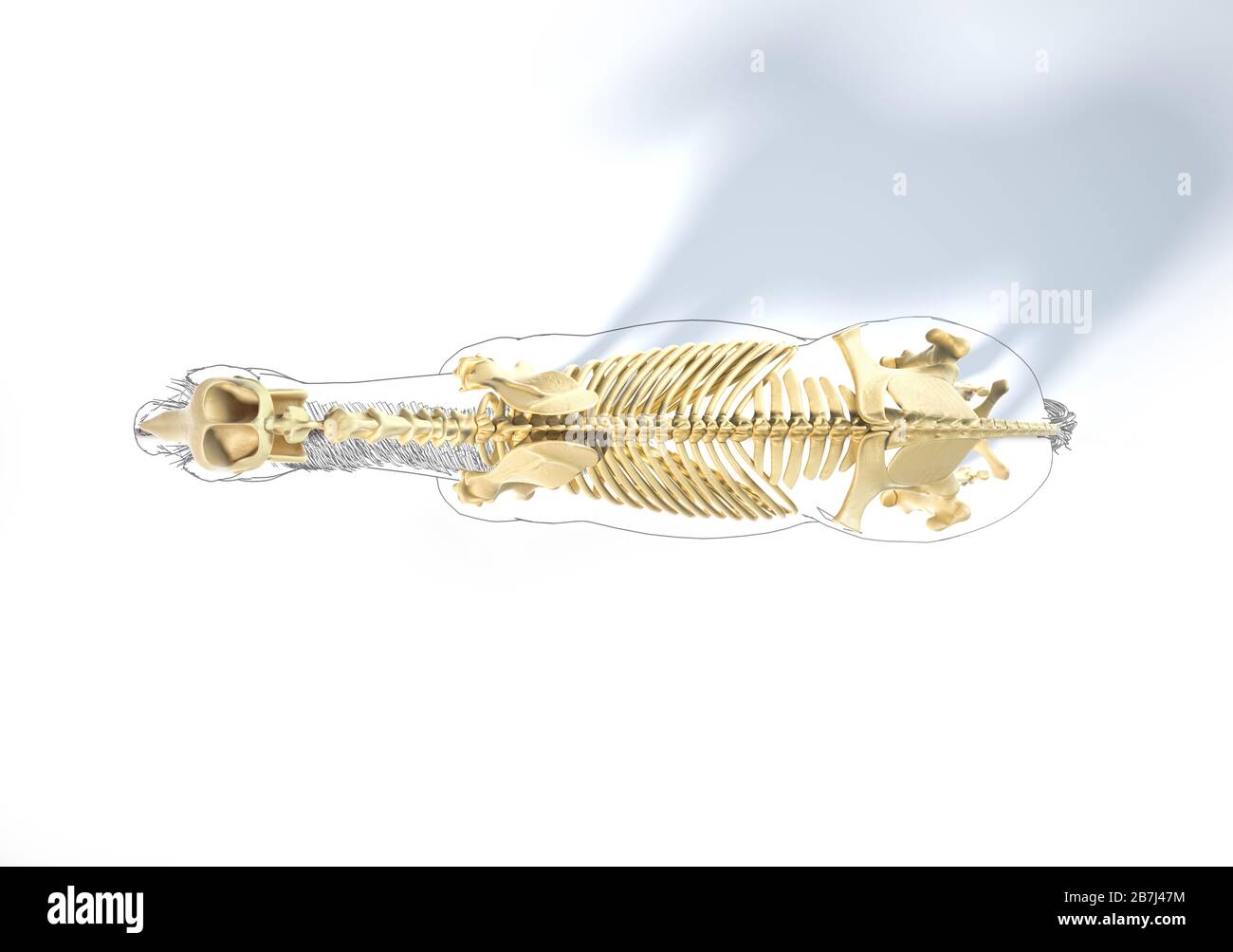 Anatomia del cavallo. Sistema scheletrico con contorno nero. Vista dall'alto su sfondo bianco. Tracciato di ritaglio incluso. Foto Stock
