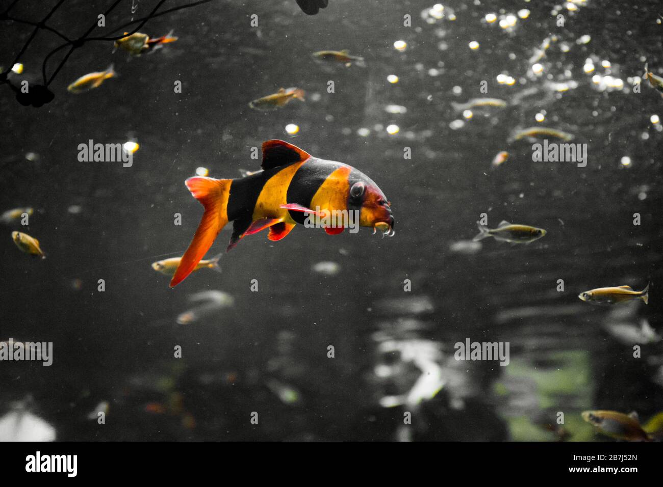 Pesci d'acquario d'acqua dolce, i loach clown di Sumatra e Borneo (cromobotia macracanthus) Foto Stock