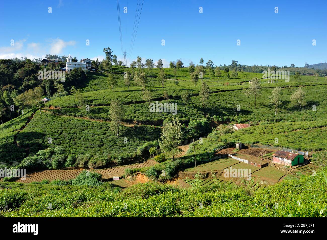 Sri Lanka, Nuwara Eliya, le piantagioni di tè Foto Stock