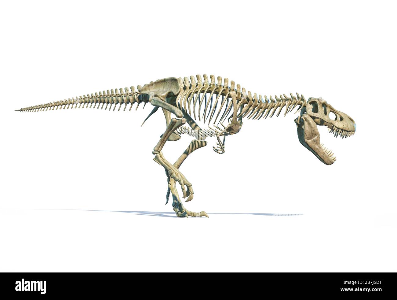 T-Rex scheletro completo in posa dinamica. Illustrazione fotorealistica 3D su sfondo bianco. Foto Stock