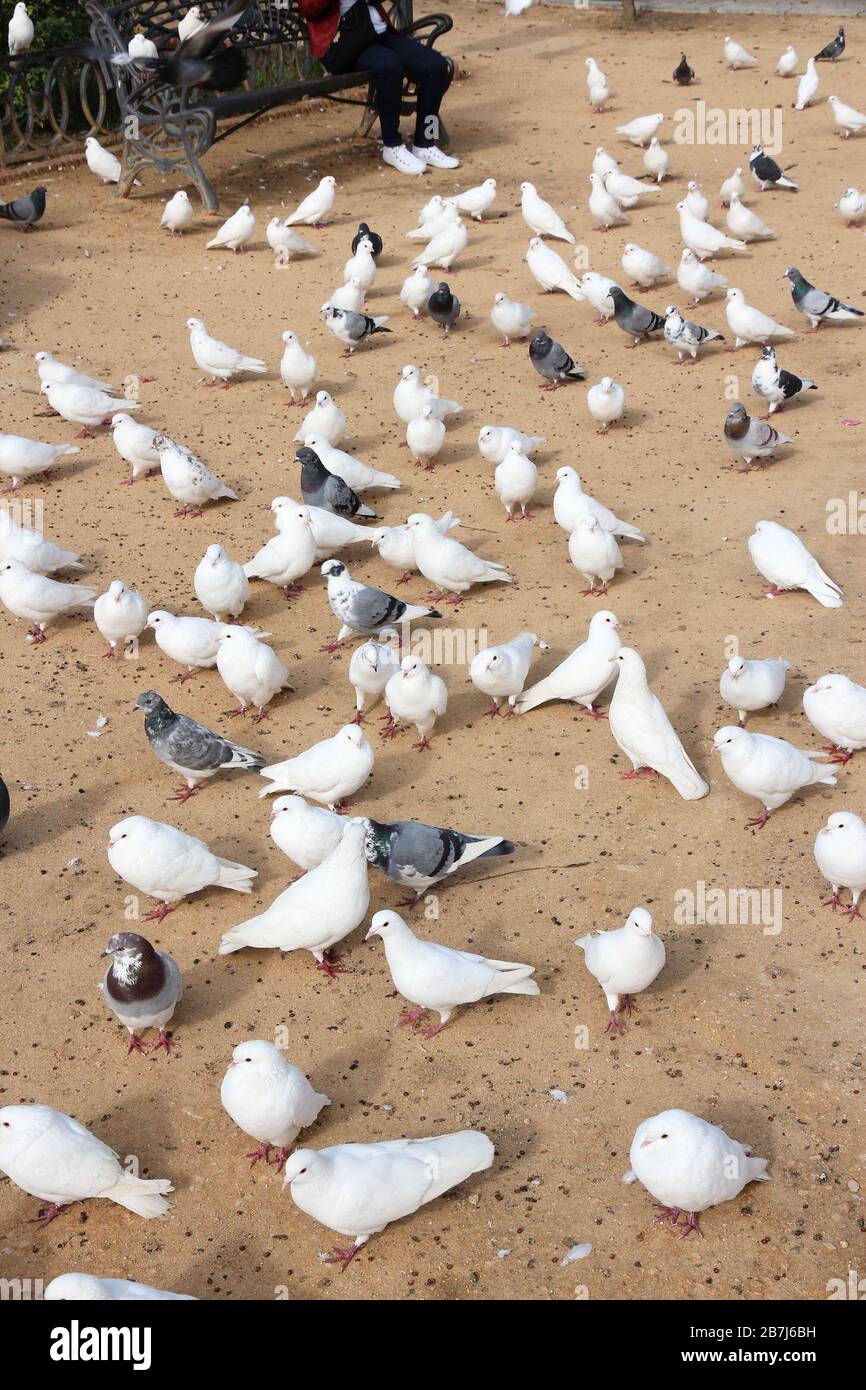 Città colombe in Spagna. Piccioni urbani di Siviglia. Foto Stock