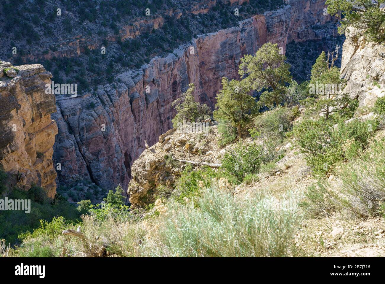 il grande corno si getta sul luminoso sentiero degli angeli nel grande parco nazionale del canyon in arizona negli stati uniti Foto Stock