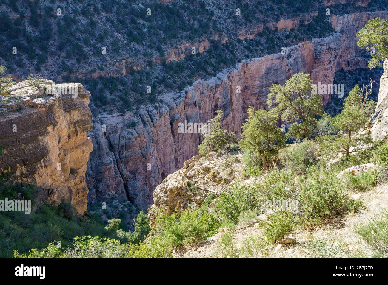 il grande corno si getta sul luminoso sentiero degli angeli nel grande parco nazionale del canyon in arizona negli stati uniti Foto Stock