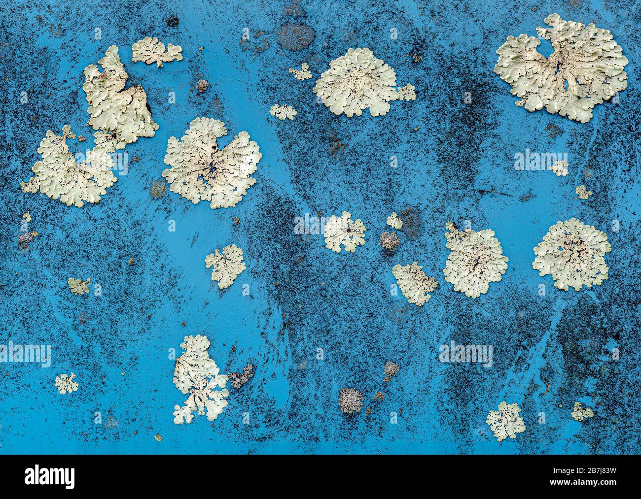 Gruppi di licheni che crescono sul lato del vecchio autobus blu. Foto Stock