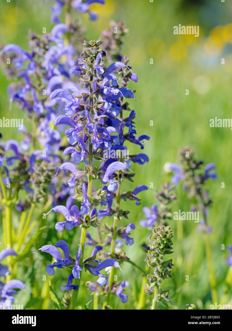 Prato salvia in fiore, Salvia pratensis Foto Stock