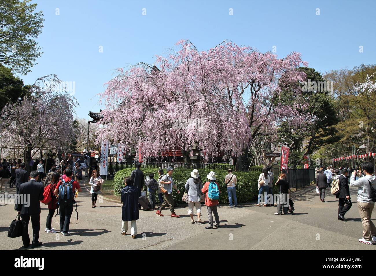 TOKYO, Giappone - 12 Aprile 2012: persone godere la fioritura dei ciliegi (Sakura) nel Parco di Ueno, Tokyo. Il Parco Ueno è visitato da fino a 2 milioni di persone per Sa annuale Foto Stock