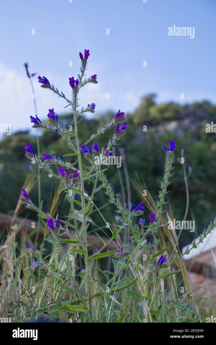 Il magnifico Canyon delle Angosturas, Benahavis, Costa del Sol, Spagna. Area protetta di flora e fauna, anfratti, fiume e passeggiate. Una destinazione Foto Stock