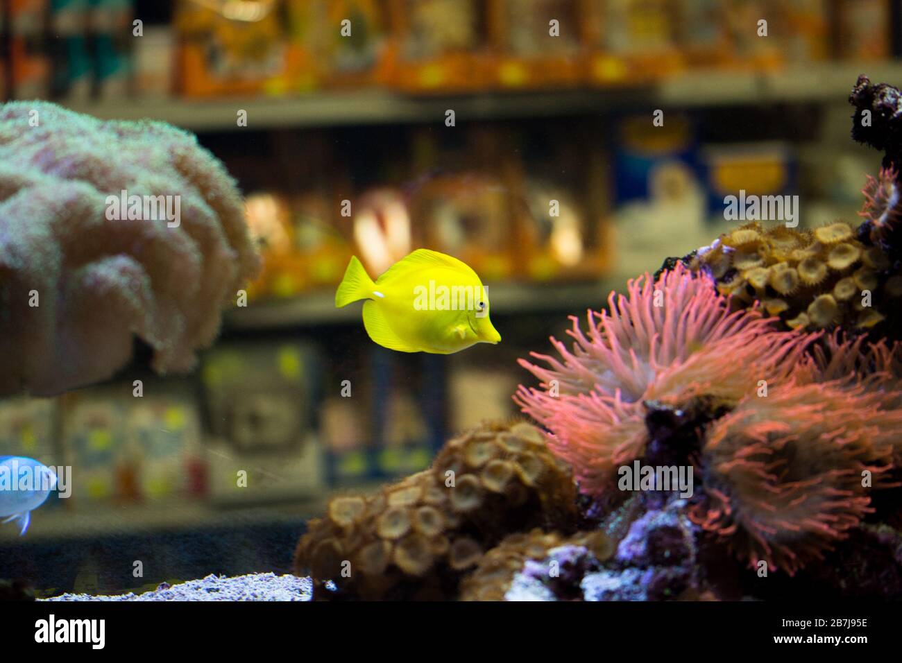 Il tang giallo (Zebrasoma flavescens), acqua salata pesce acquario giallo della famiglia Acanthuridae. Foto Stock