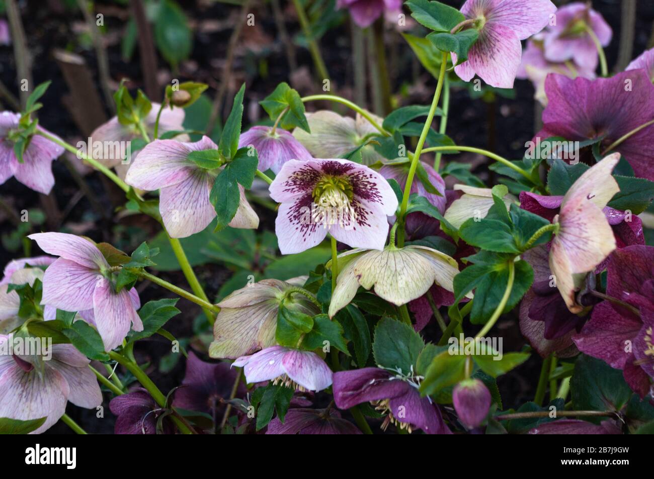 Hellebores crescere in primavera aiuole all'aperto in giardino. Foto Stock