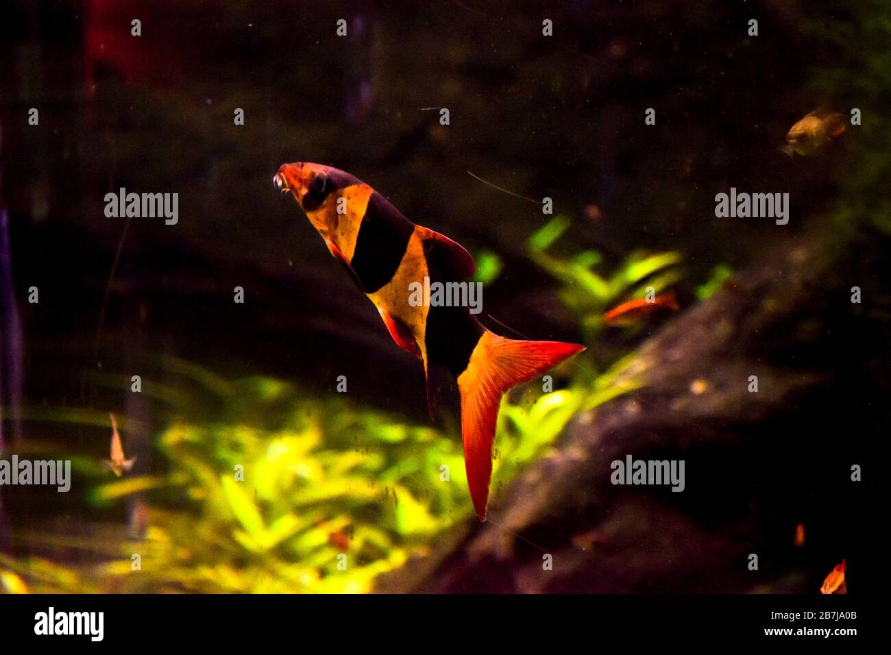 Pesci d'acquario d'acqua dolce, i loach clown di Sumatra e Borneo (cromobotia macracanthus) Foto Stock