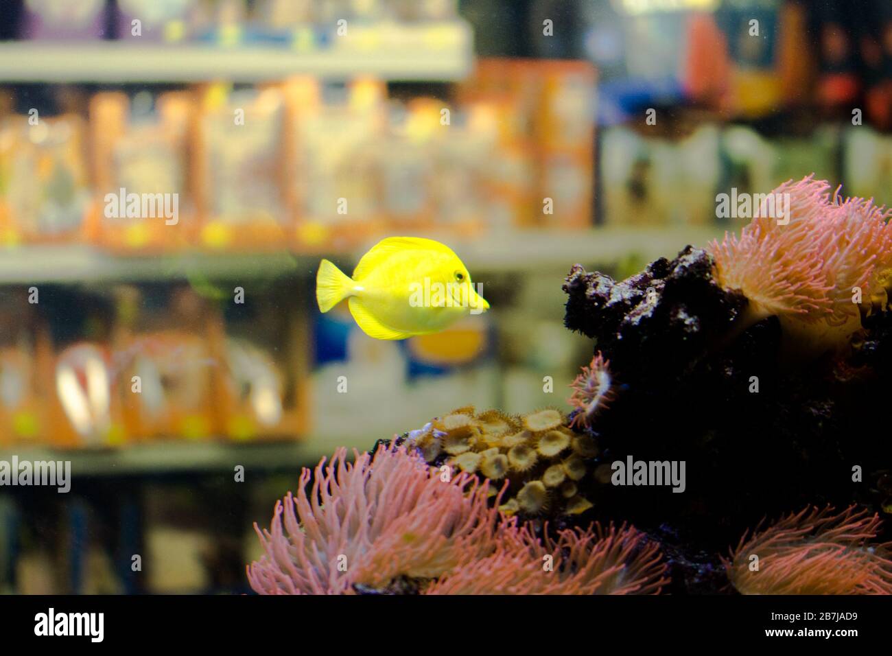 Pesci d'acquario immagini e fotografie stock ad alta risoluzione - Pagina 7  - Alamy
