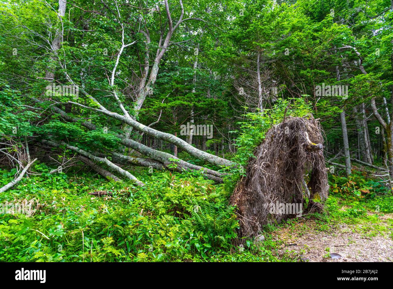 Legno caduto nella foresta. Un concetto vivace. Foto Stock
