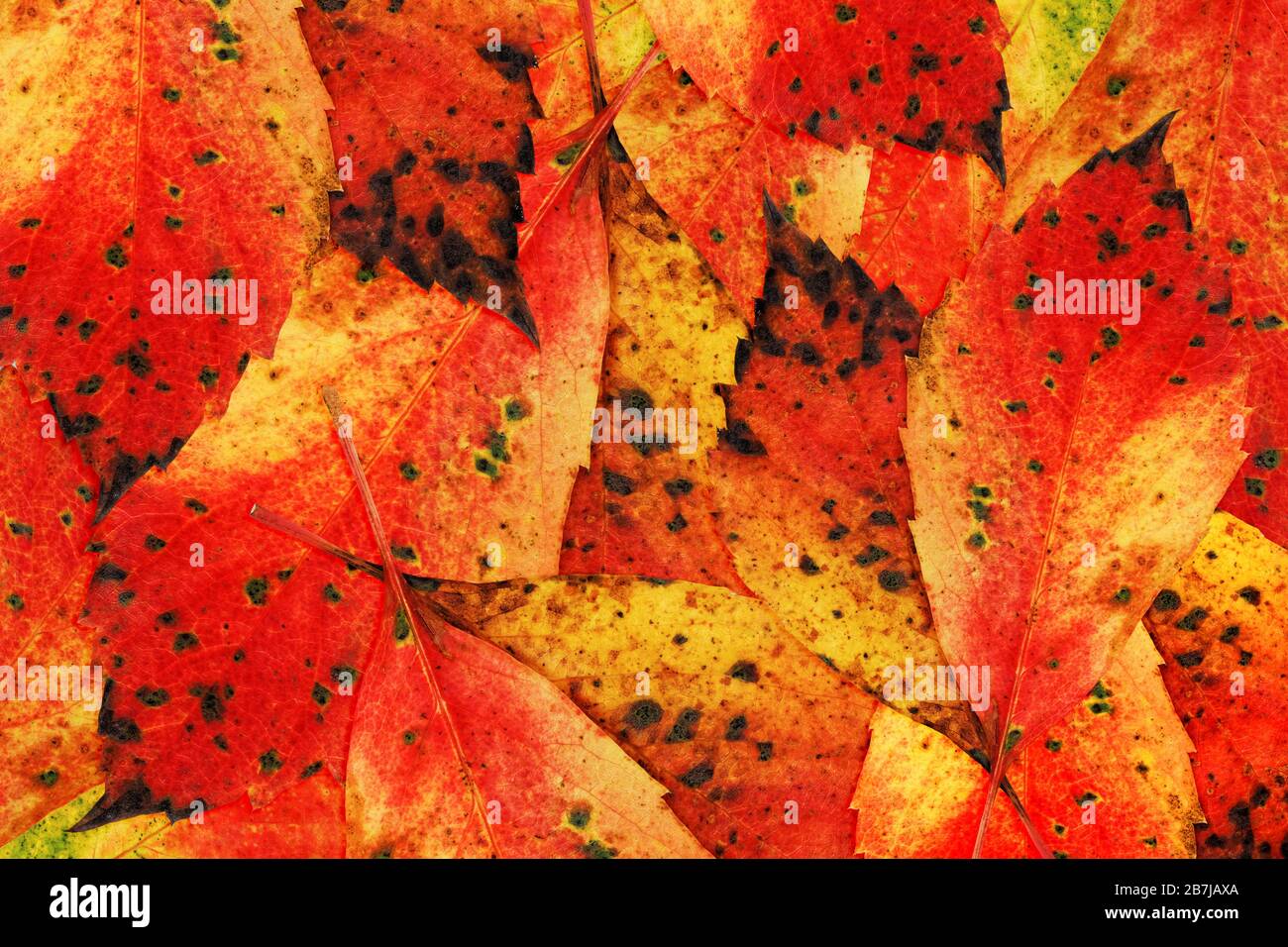 Autunno-colori-foglie: Disposizione di foglie autunnali colorate utilizzabili come concetto stagionale o sfondo Foto Stock