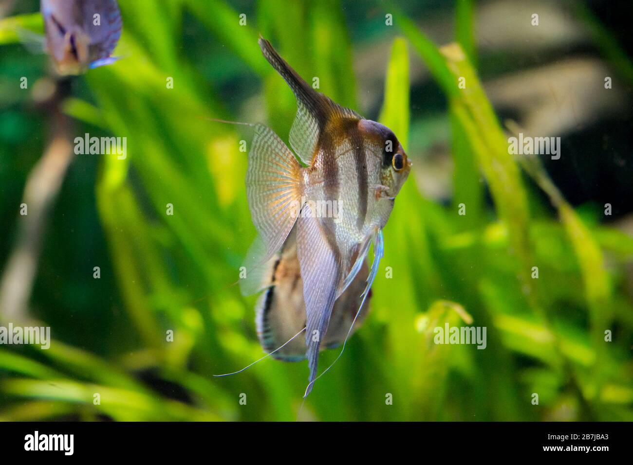 Pesci d'acquario d'acqua dolce, Angelfish dal fiume Amazon, pterophyllum scallare (altum) Foto Stock