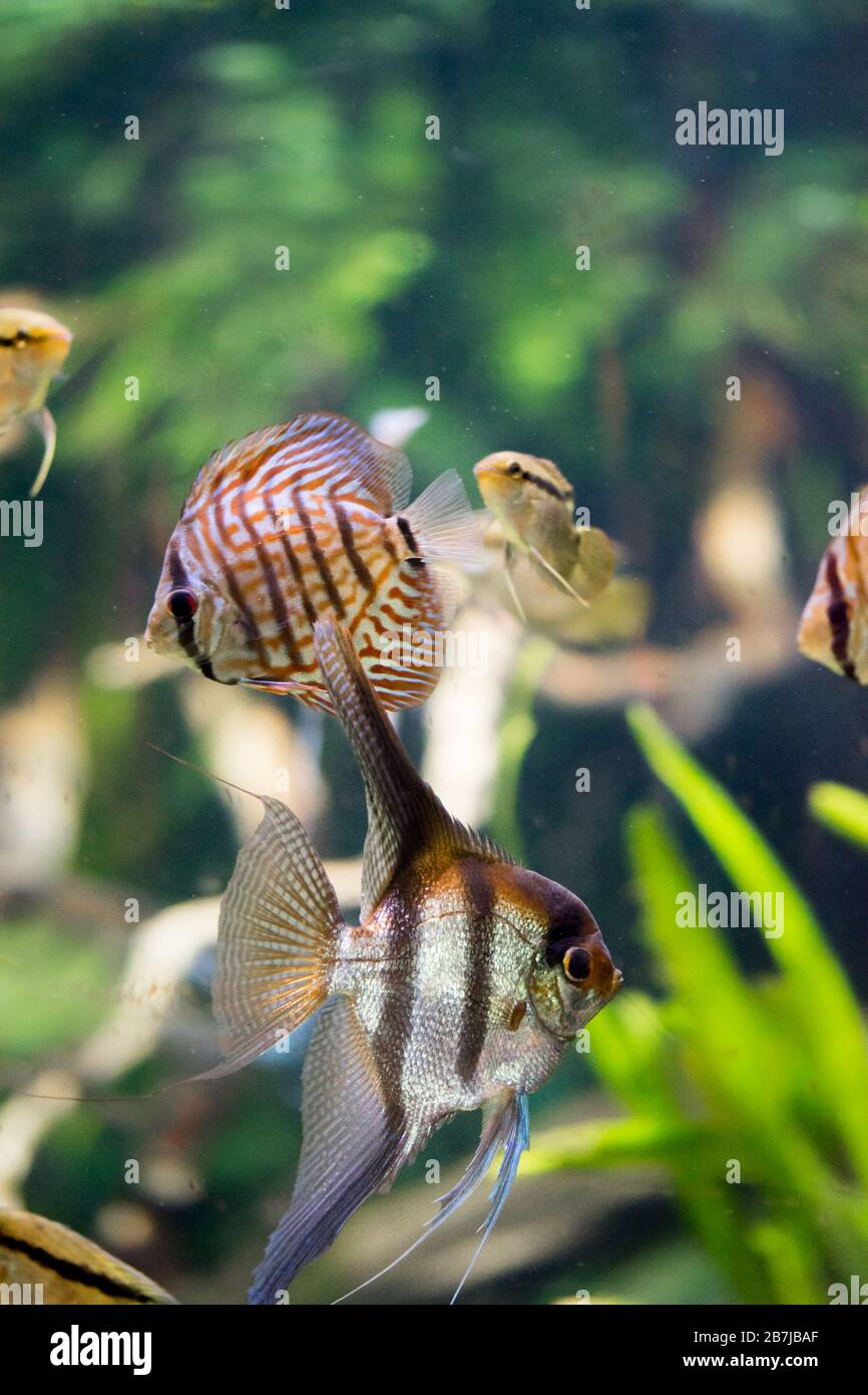 Pesci d'acquario d'acqua dolce, Angelfish dal fiume Amazon, pterophyllum  scallare (altum Foto stock - Alamy