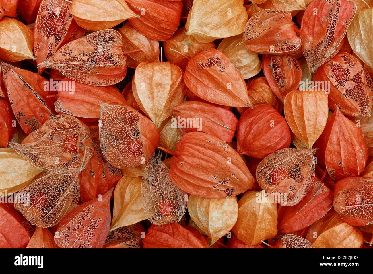 La closeup dei seppali di Physalis mostra in parte le loro Berries interne - Physalis alkekengi Foto Stock