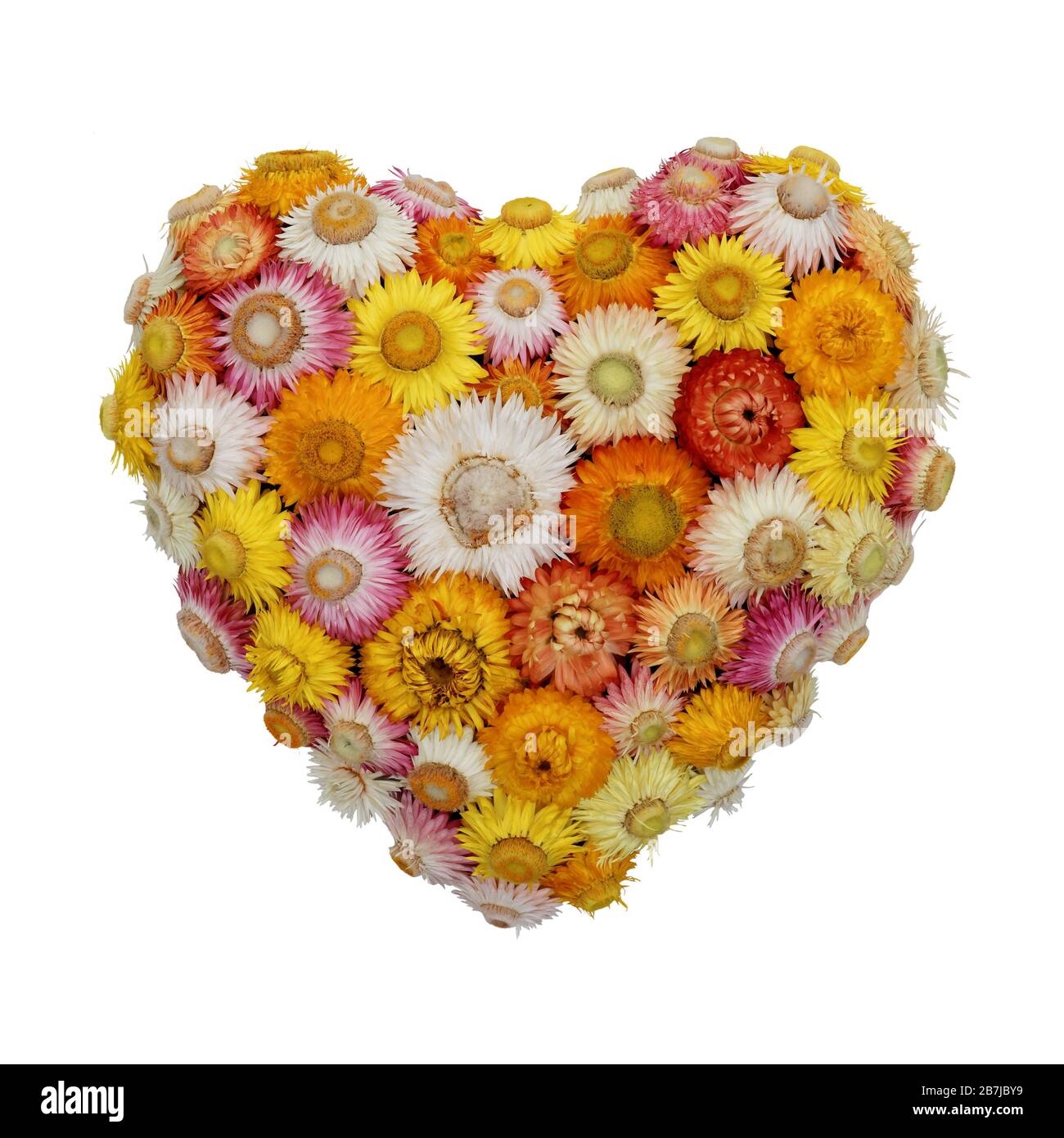 Cuore di fiori eterni: A forma di cuore disposizione di fiori eterni, isolato su bianco Foto Stock