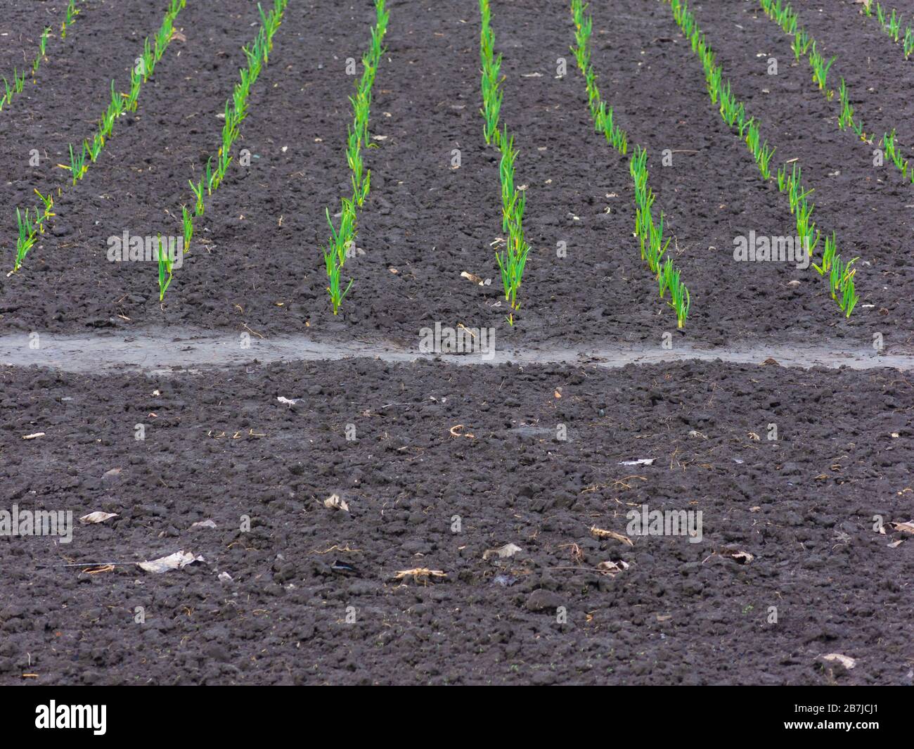 Terreno bagnato e germogli verdi in primavera. Foto Stock