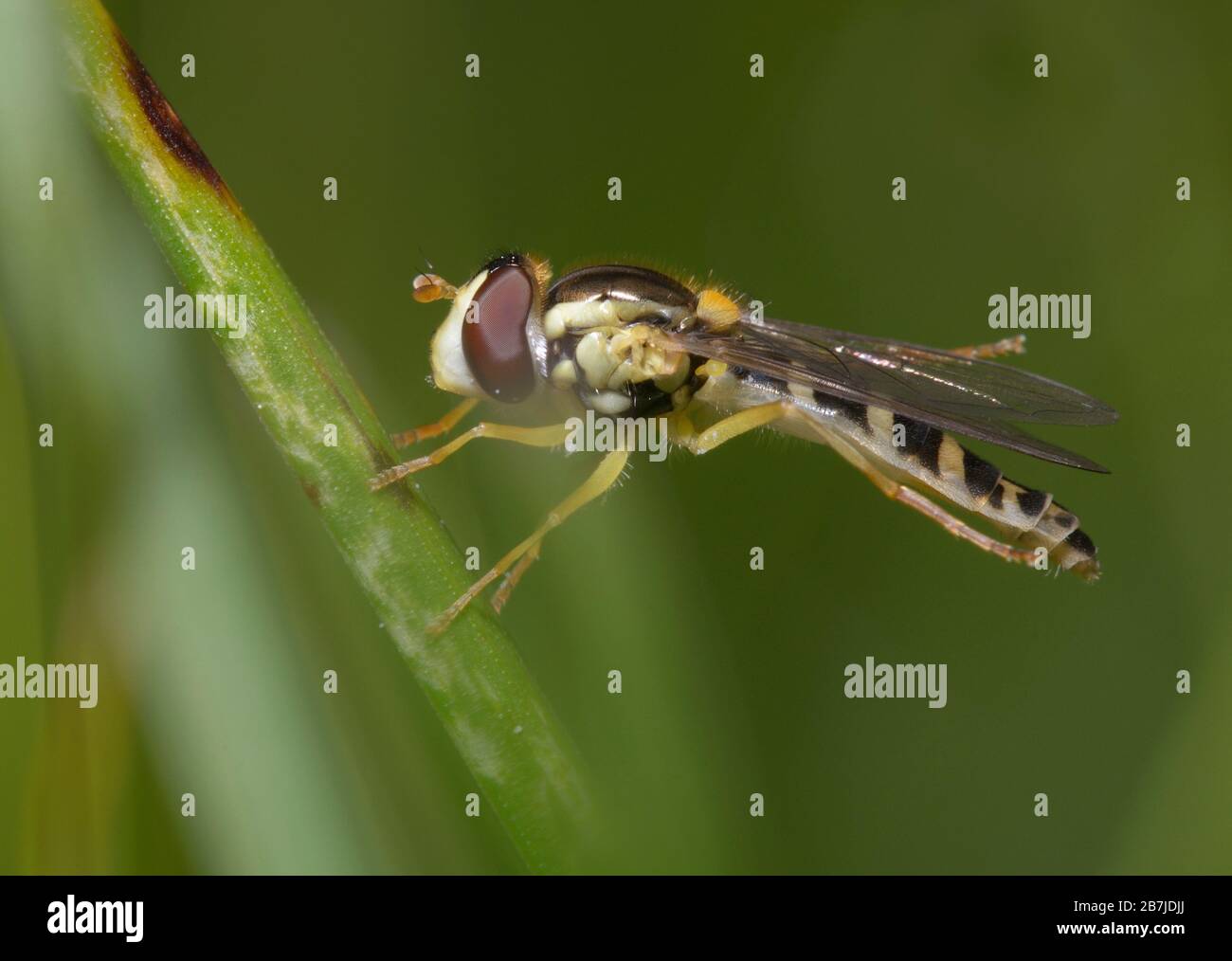 Una mosca seduta su un gambo di pianta Foto Stock