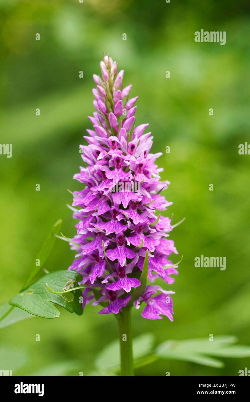 Orchidea fiore nel bosco. Foto Stock