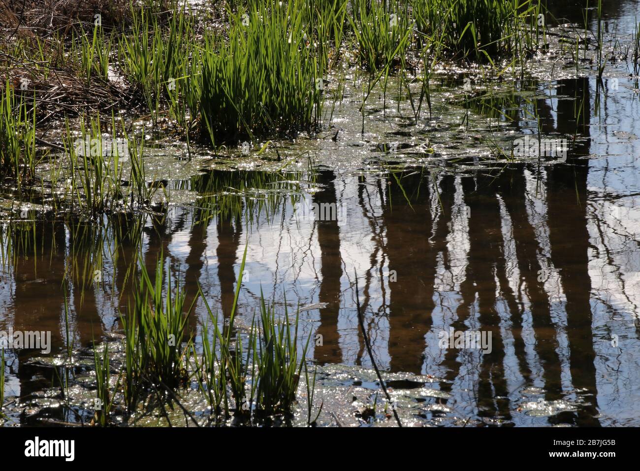 La riflessione nello stagno con la prova che la primavera si sta avvicinando. Foto Stock