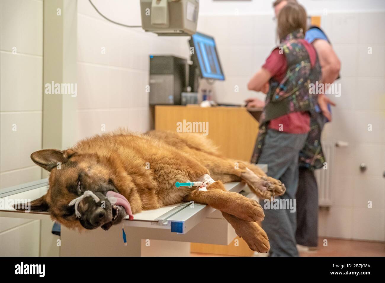 cane a raggi x in clinica veterinaria. Pastore tedesco Foto Stock