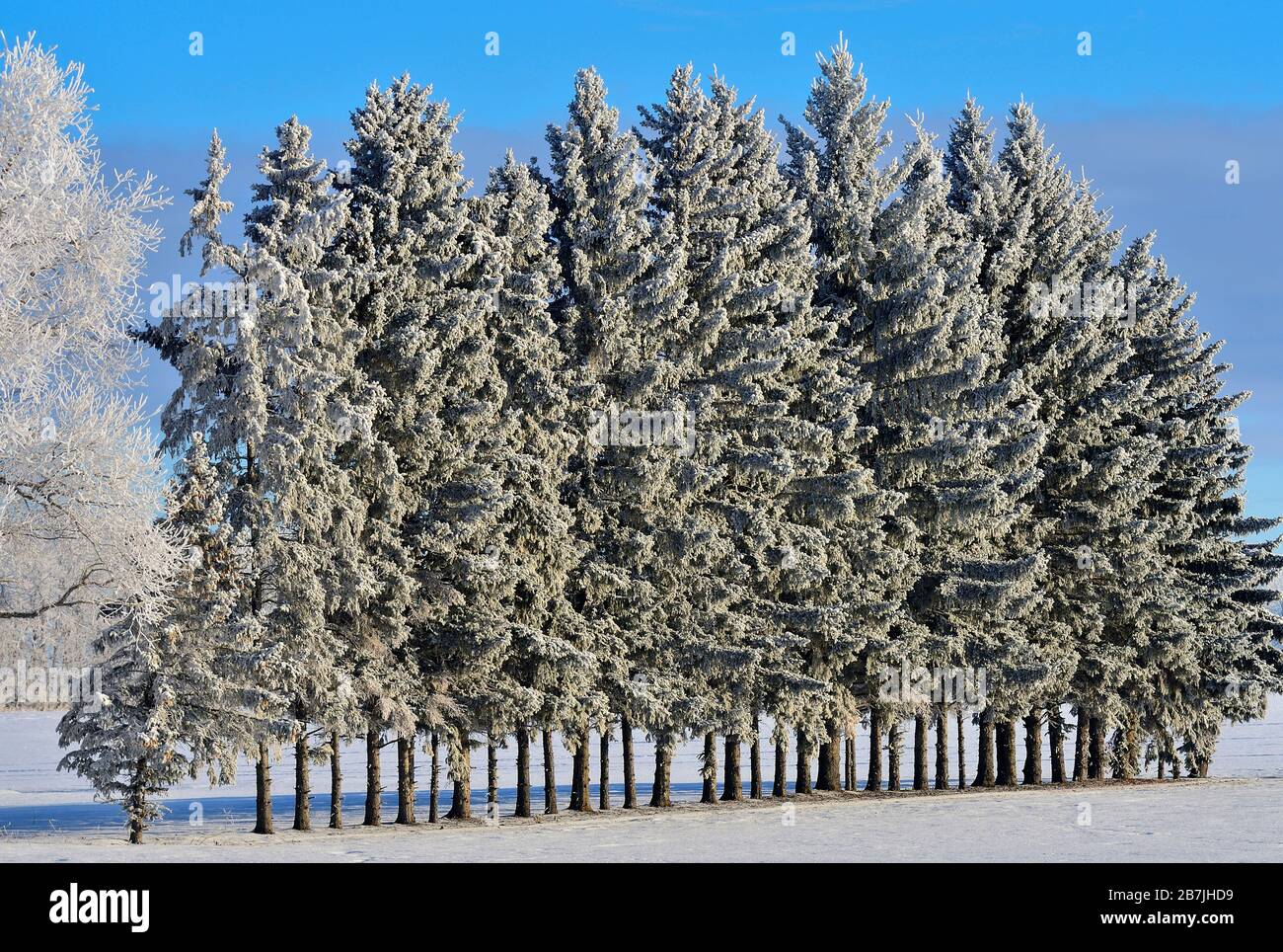 Alberi piantati in una linea per proteggere la proprietà da danni da vento in Alberta rurale Canada. Foto Stock