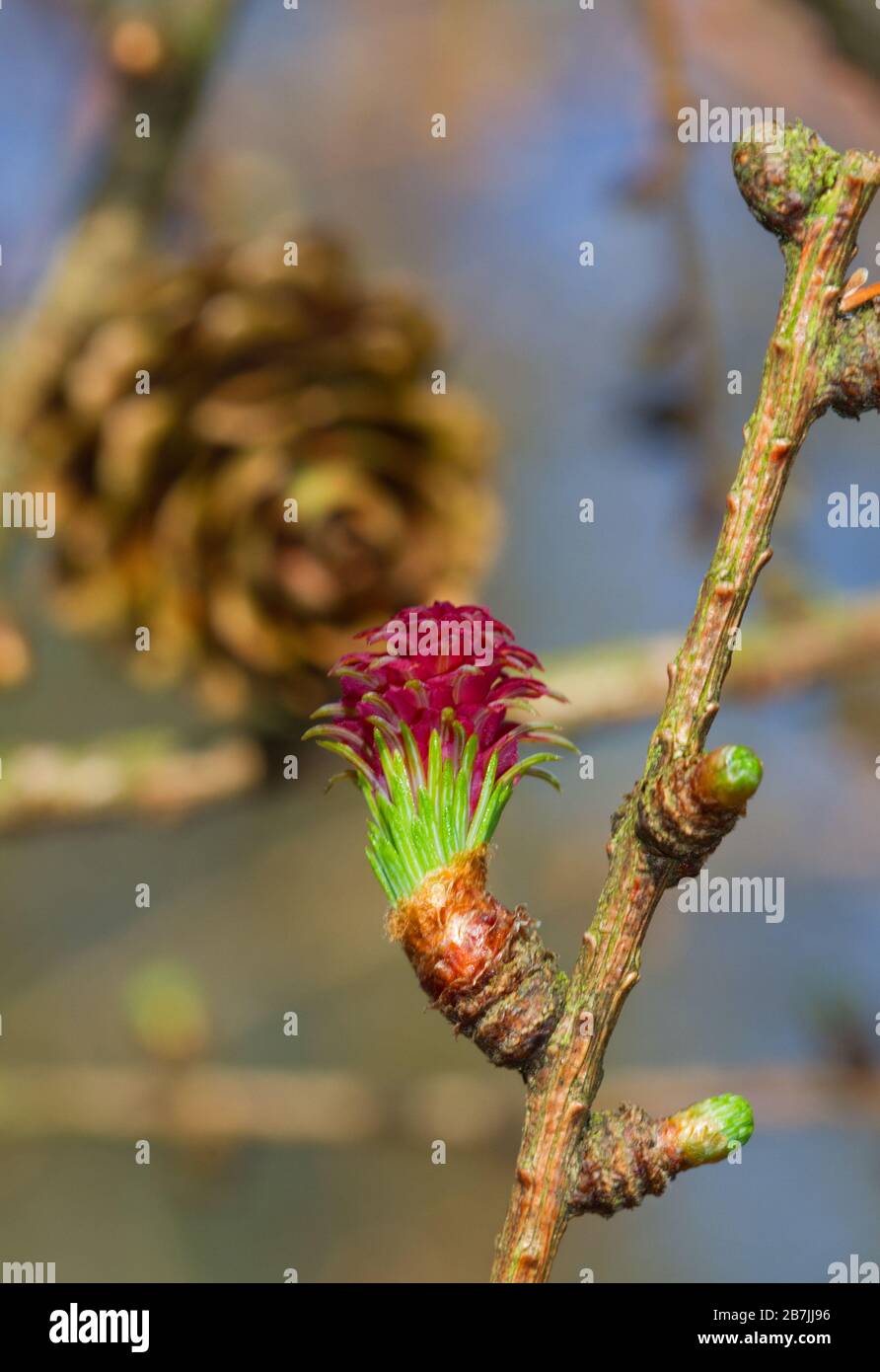 Cono femmina rosso immaturo di larice europeo in primavera Foto Stock
