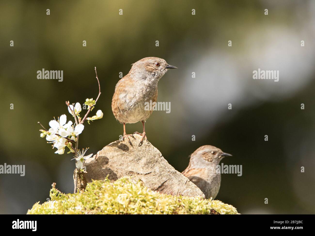 Dunnock, Prunella modularis, in un giardino britannico nel sole Foto Stock
