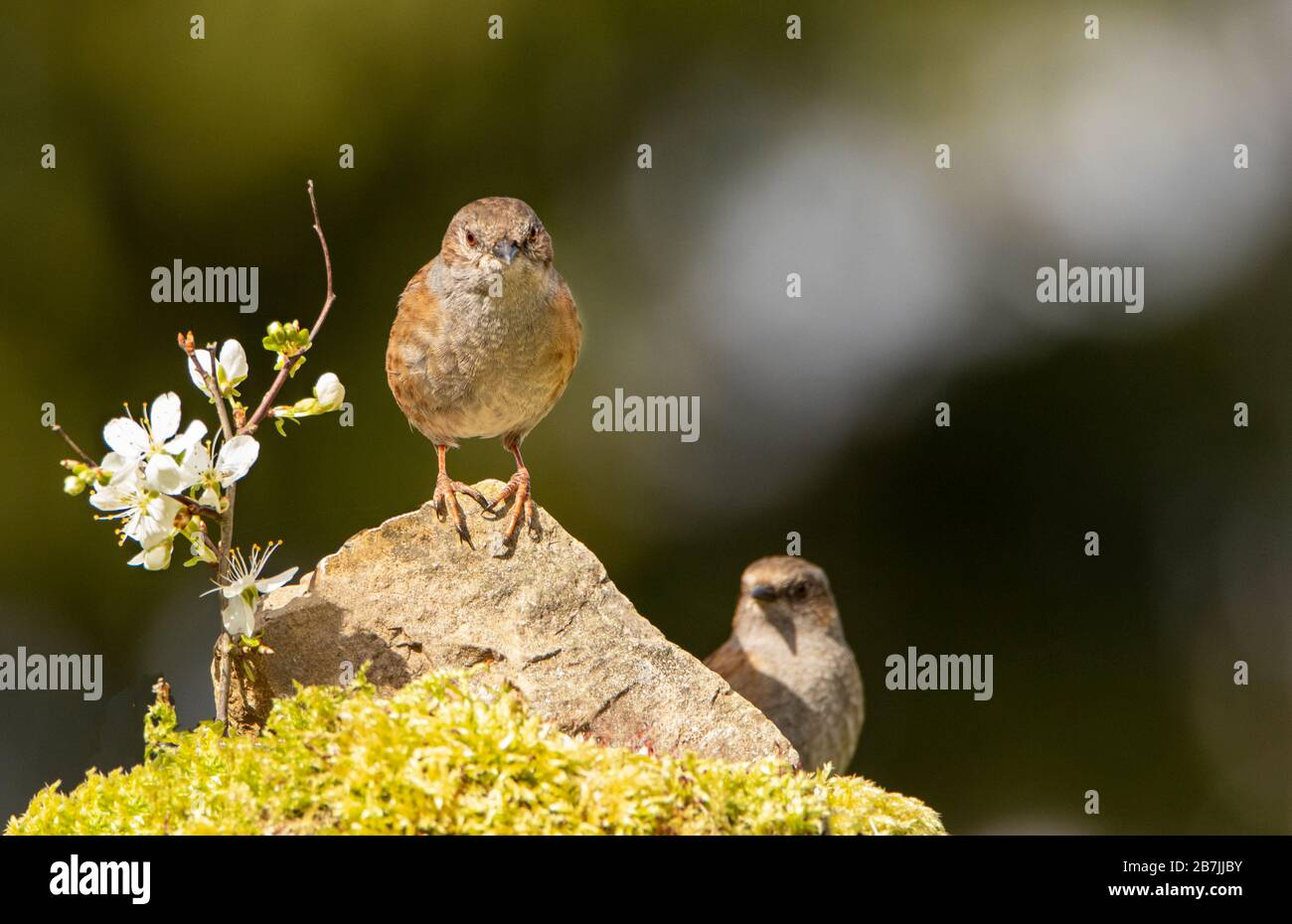 Dunnock, Prunella modularis, in un giardino britannico nel sole Foto Stock