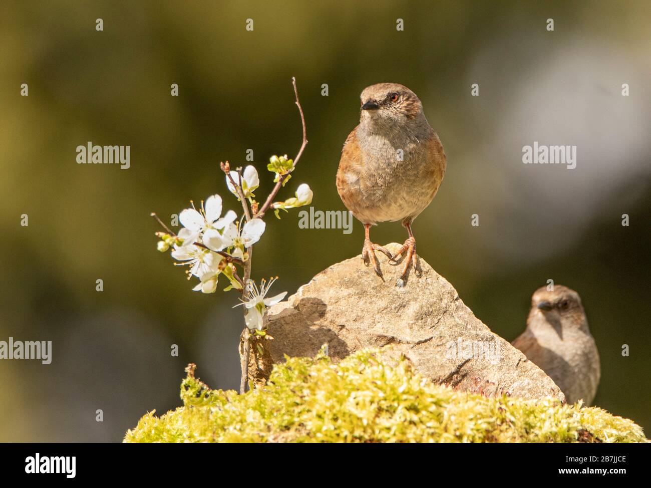 Dunnock, Prunella modularis, in un giardino britannico nel sole Foto Stock