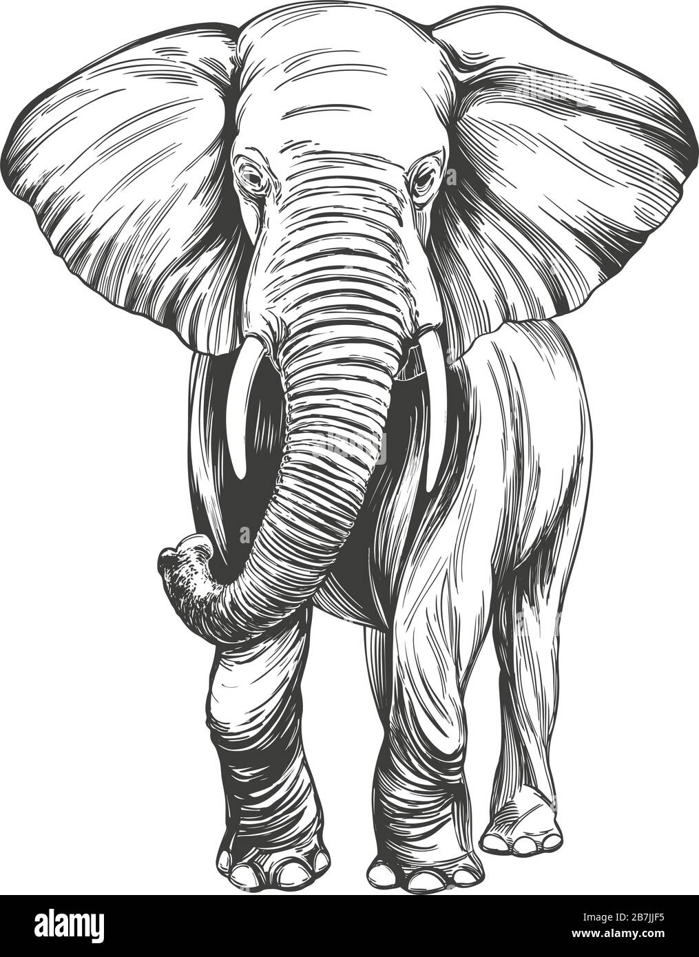 illustrazione vettoriale disegnata a mano con elefante schizzo realistico Illustrazione Vettoriale