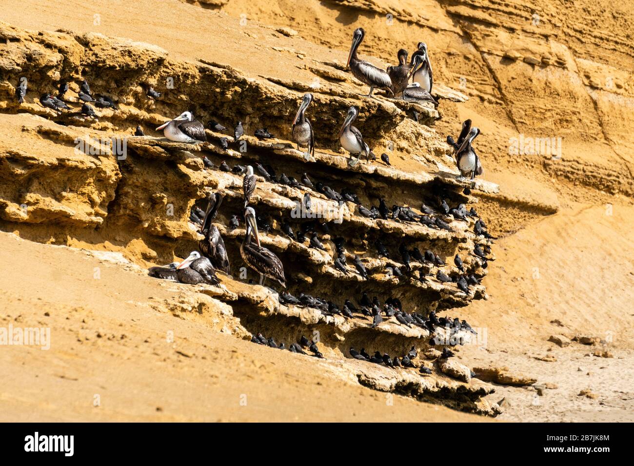 Paracas National Reserve, pellicani peruviani (Pelecanus thagus) e Inca tern (Larosterna inca), Ica, Perù. Foto Stock