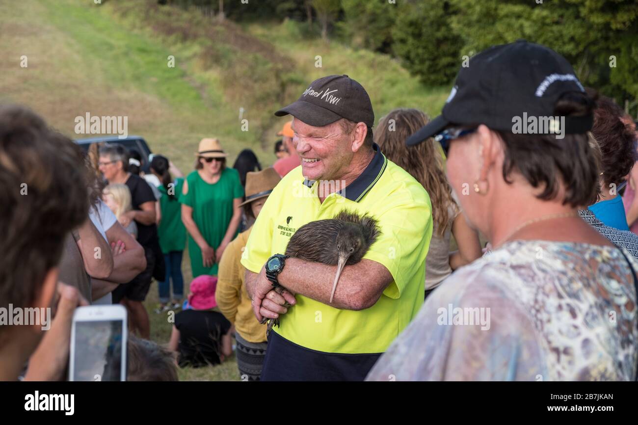 Il rappresentante "Backyard Kiwi" con Kiwi è dotato di un dispositivo radio monitorato al rilascio locale di kiwi, Parua Bay vicino a Whangarei, North Island, Nuova Zelanda Foto Stock