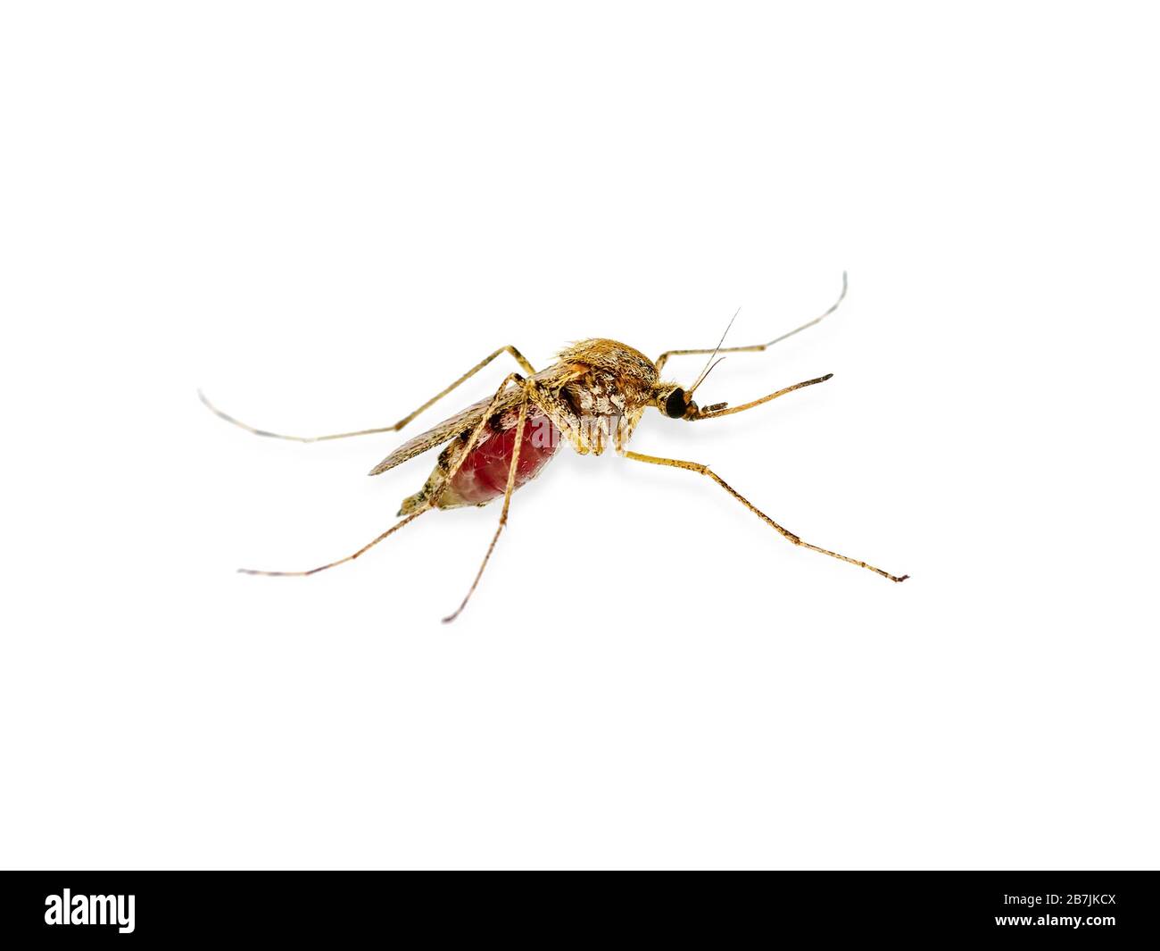 Zanzara infetta da malaria pericolosa isolata su White, Leishmaniasi, encefalite, febbre gialla, malattia di Dengue, Mayaro, Zika, EEEV o EEE Virus Inf Foto Stock