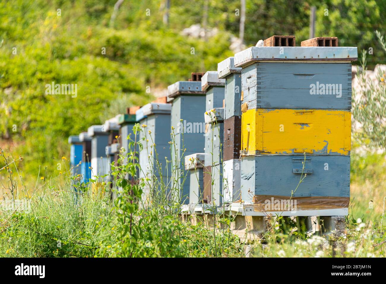 Alveari dipinti in colori pastello in piedi su un prato verde. Paesaggio rurale estivo. Foto Stock
