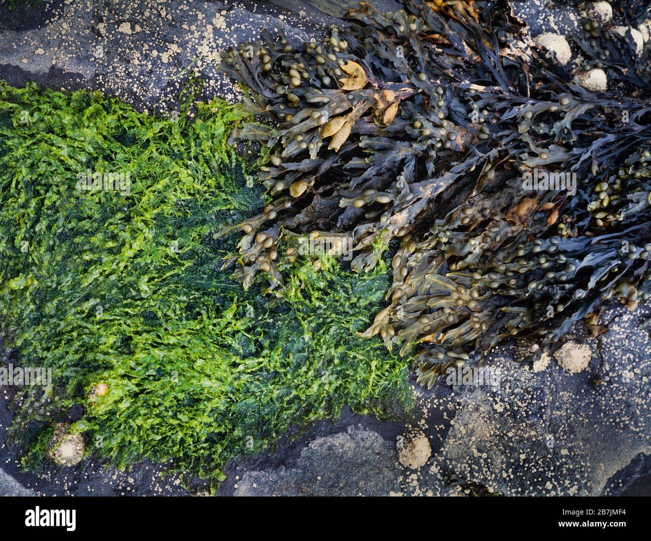 Vita marina da spiaggia, alghe, Bladderrack (Populee) Fucus vesiculosus, alghe verdi Foto Stock