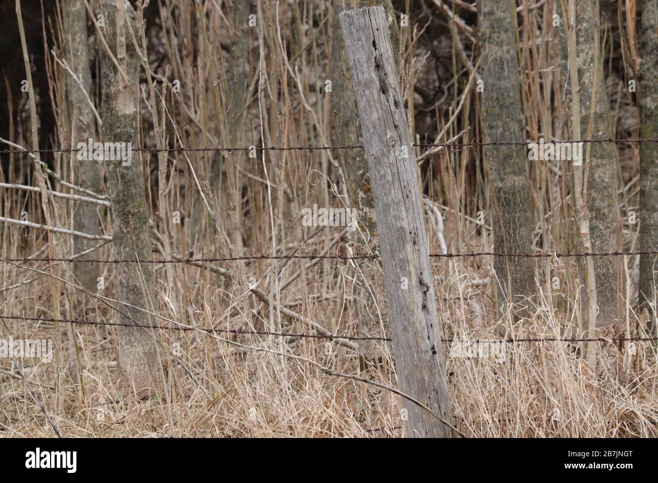 Vecchio palo di recinto di legno con barbwire in un pascolo Foto Stock