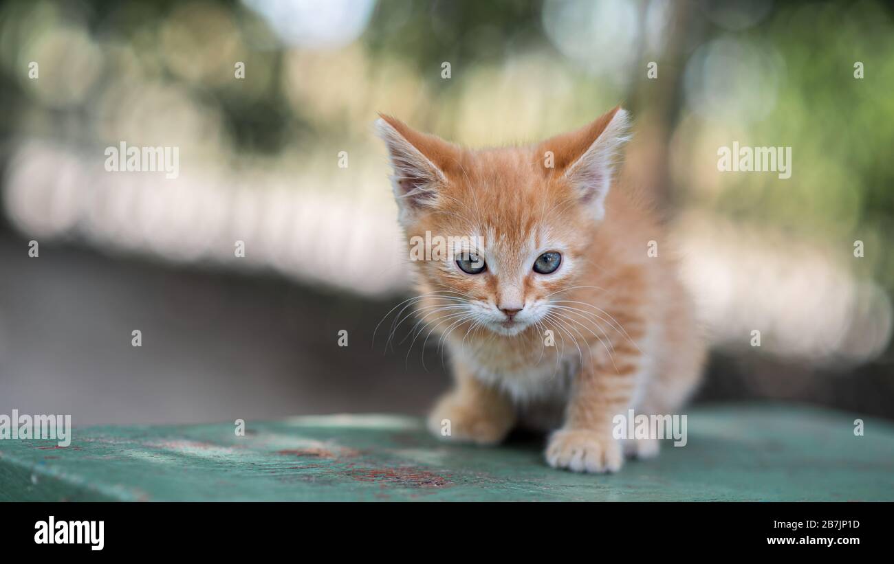 Adorabile gattino rosso in posa all'aperto in estate. Divertente simpatico  gattino zenzero. Animali domestici Foto stock - Alamy