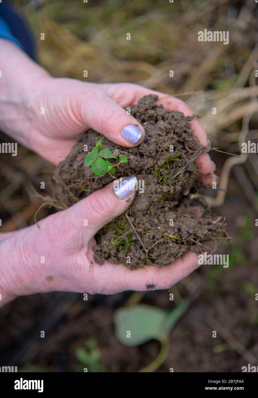 Le mani rugose di una donna anziana tengono un grumo di terra con un germoglio verde. Foto Stock