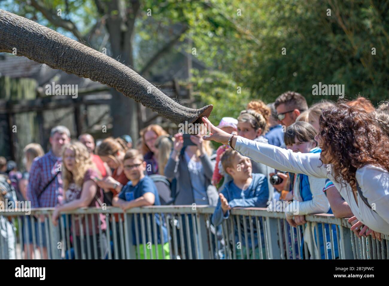 Persone e bambini interagiscono con un elefante nello zoo di Magdeburg, Magdeburg, Germania, maggio 2016 Foto Stock