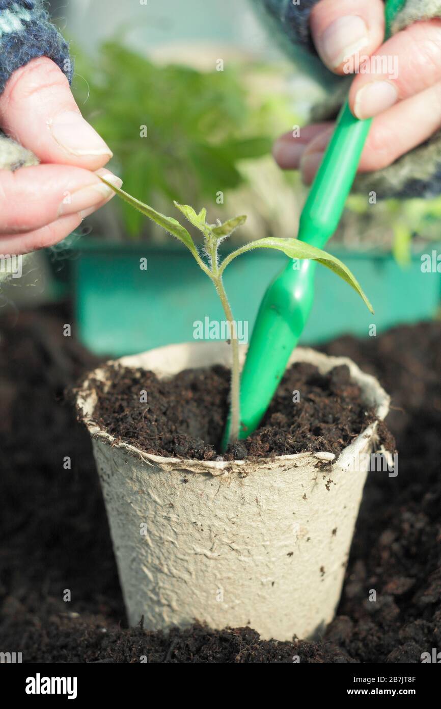 Solanum lycopersicum. L'incapsulamento in su ha pricked fuori i giovani pianta del pomodoro tenente delicatamente la punta della foglia per evitare danni dello stelo. Foto Stock