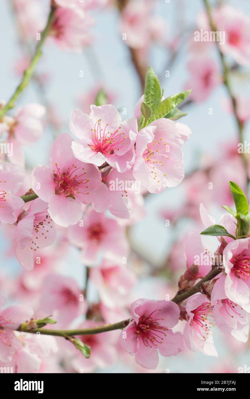Prunus persica var. Nettarina. Fiori di nettarine 'Madelame Blanchette' in primavera. REGNO UNITO Foto Stock