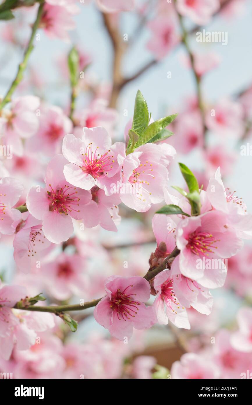 Prunus persica var. Nettarina. Fiori di nettarine 'Madelame Blanchette' in primavera. REGNO UNITO Foto Stock