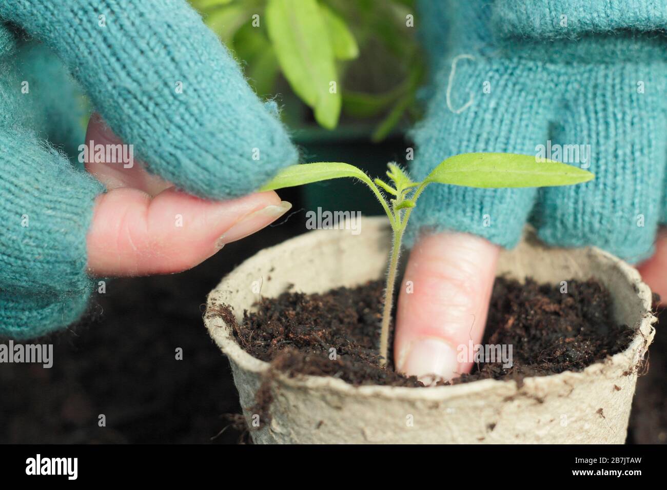 Solanum lycopersicum. L'incapsulamento in su ha pricked fuori i giovani pianta del pomodoro tenente delicatamente la punta della foglia per evitare danni dello stelo. Foto Stock