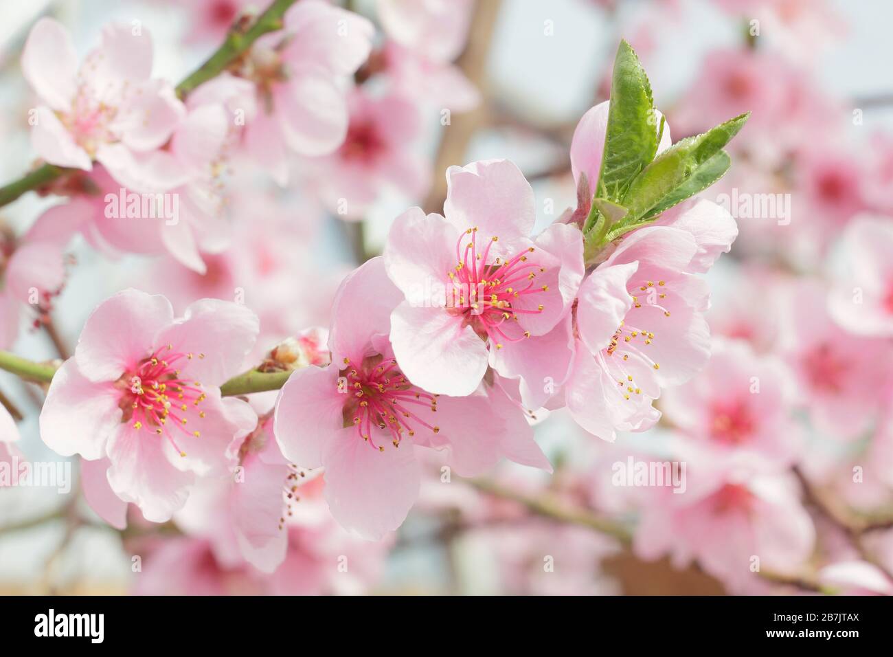 Prunus persica var. Nettarina. Fiori di nettarine 'Madelame Blanchette' in primavera. REGNO UNITO Foto Stock