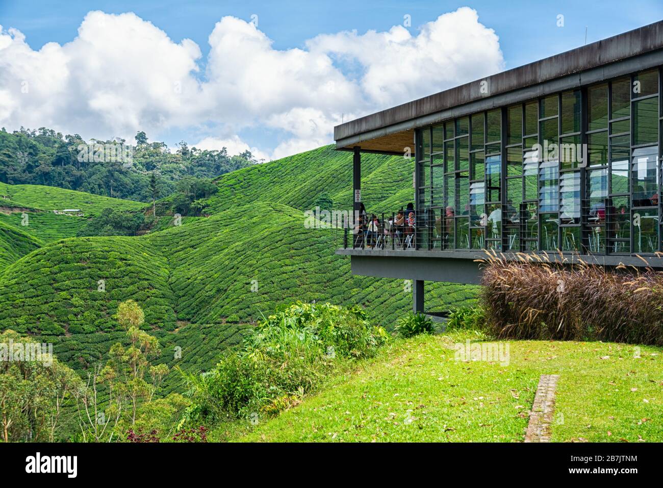 Piantagioni di tè a Brinchang nelle Cameron Highlands in Malesia Foto Stock