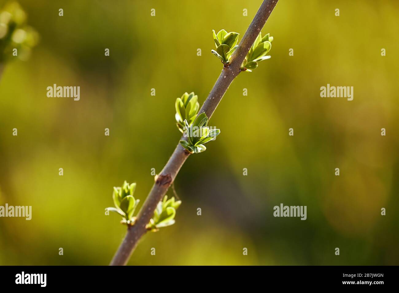 Gemme emergenti in primavera Foto Stock